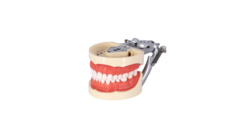Dental model